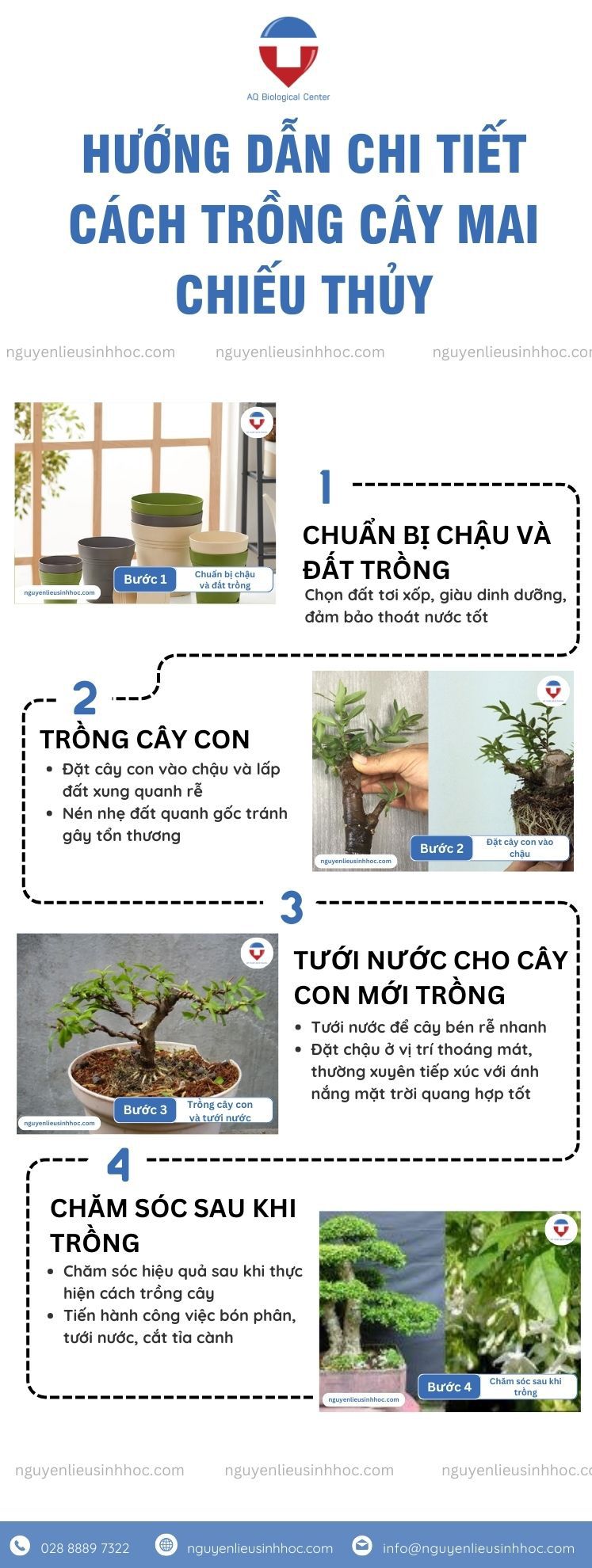 Cách trồng cây mai chiếu thủy và chăm sóc mau ra hoa