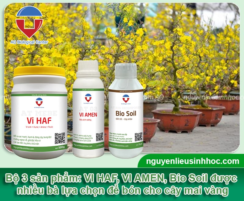 Hướng dẫn kỹ thuật bón phân cho mai vàng giúp hoa nở đúng Tết