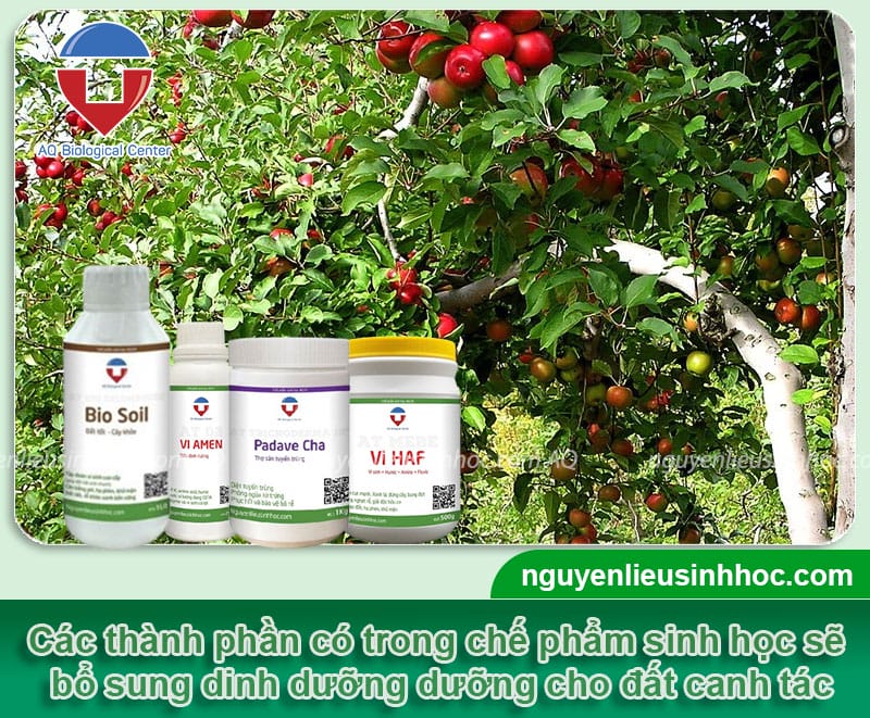 Hướng dẫn kỹ thuật xử lý đất trồng cây táo giàu dinh dưỡng, sạch mầm bệnh