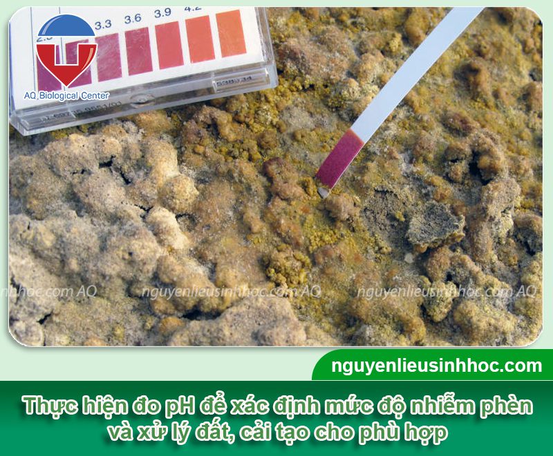 Thuốc giải độc phèn cải thiện pH phục hồi cây trồng Bio Soil