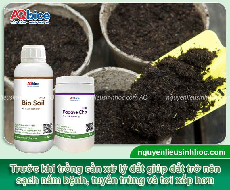 Cách trồng hoa hướng dương nở đúng Tết và thời gian trồng 3 Cách trồng hoa hướng dương nở đúng Tết và thời gian trồng