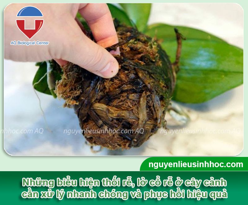 Phòng trừ bệnh lở cổ rễ trên cây cảnh, thối rễ vàng lá Be Green