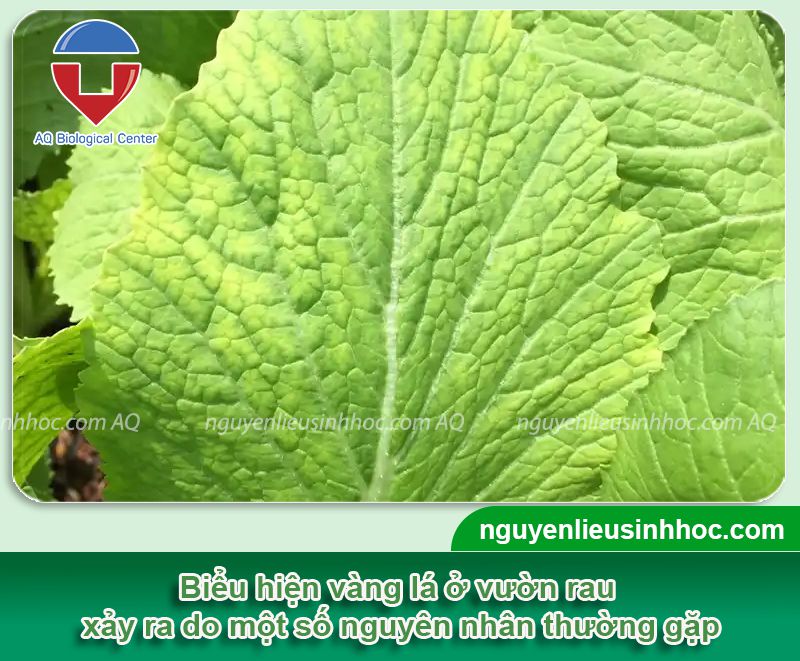 Rau bị vàng lá do những nguyên nhân nào? Khắc phục hiệu quả