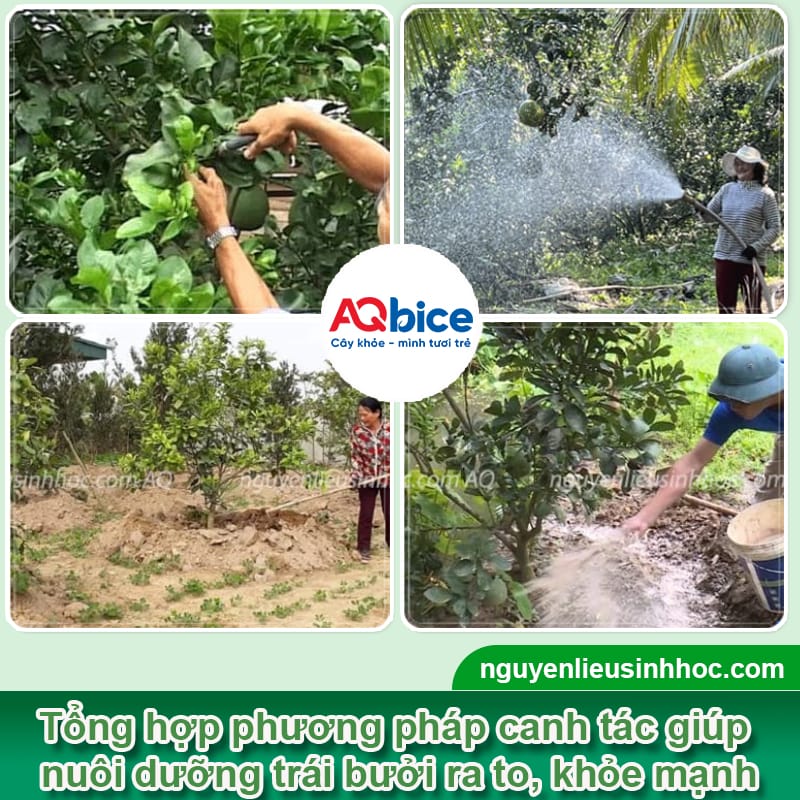Thuốc lớn trái bưởi Mfruit giúp ra trái chuẩn, nặng ký 3 Thuốc lớn trái bưởi Mfruit giúp ra trái chuẩn, nặng ký
