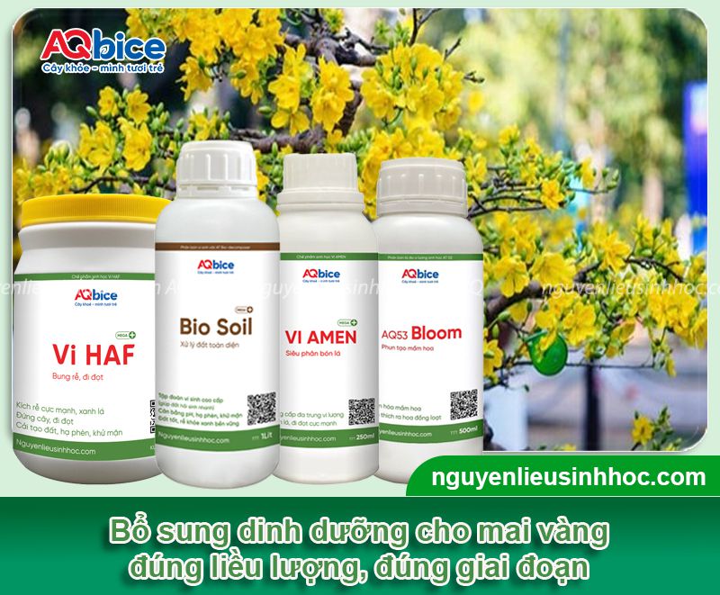 Kỹ thuật bón phân cho mai vàng để hoa nở đúng Tết