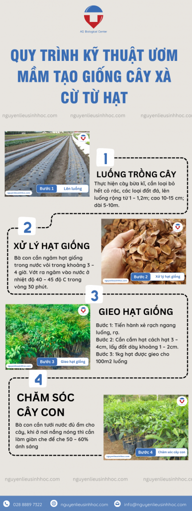 Hướng dẫn cách trồng cây xà cừ đúng kỹ thuật, năng suất cao