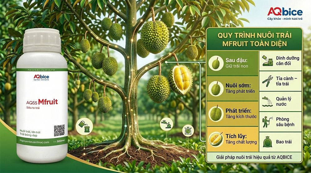 Thuốc dưỡng trái dưỡng hoa, ngừa rụng trái, đep mã Mfruit