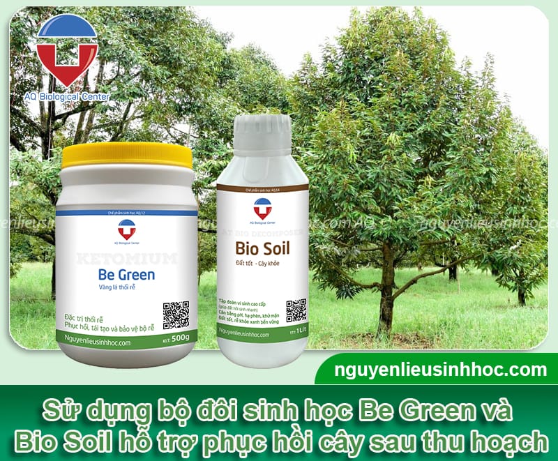 Phục hồi cây sau thu hoạch, giúp cây khỏe, năng suất tăng