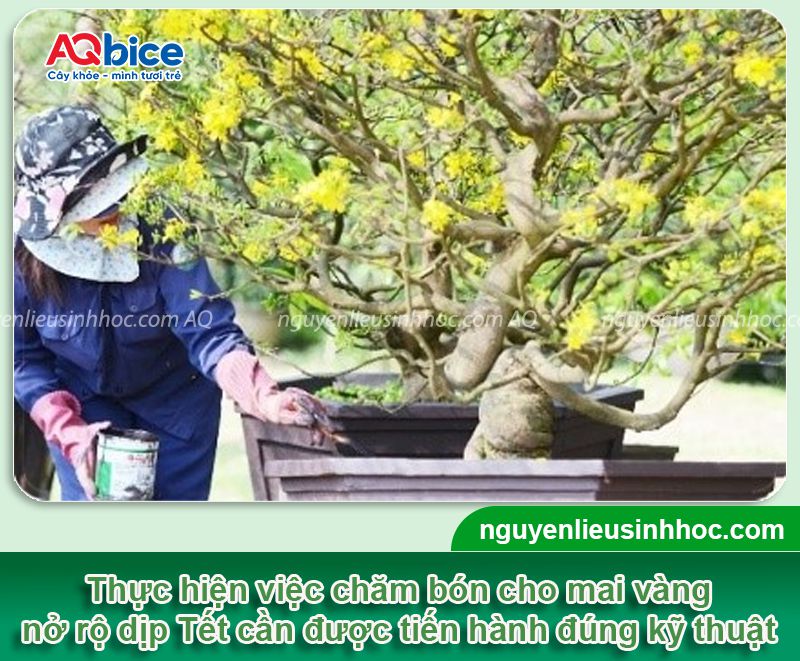 Kỹ thuật bón phân cho mai vàng để hoa nở đúng Tết 13 Kỹ thuật bón phân cho mai vàng để hoa nở đúng Tết