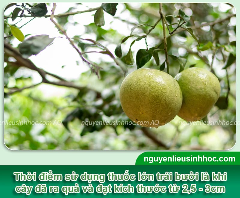 Thuốc lớn trái bưởi Mfruit giúp ra trái chuẩn, nặng ký