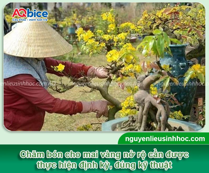 Kỹ thuật bón phân cho mai vàng để hoa nở đúng Tết