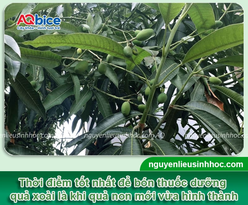 Thuốc dưỡng trái xoài Mfruit giúp chín đều, quả ra to, đẹp