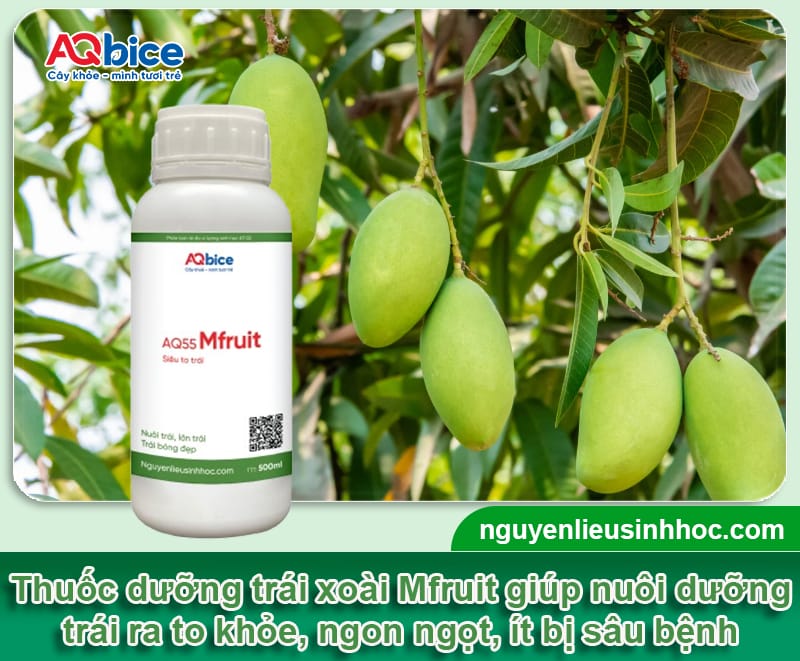 Thuốc dưỡng trái xoài Mfruit giúp chín đều, quả ra to, đẹp