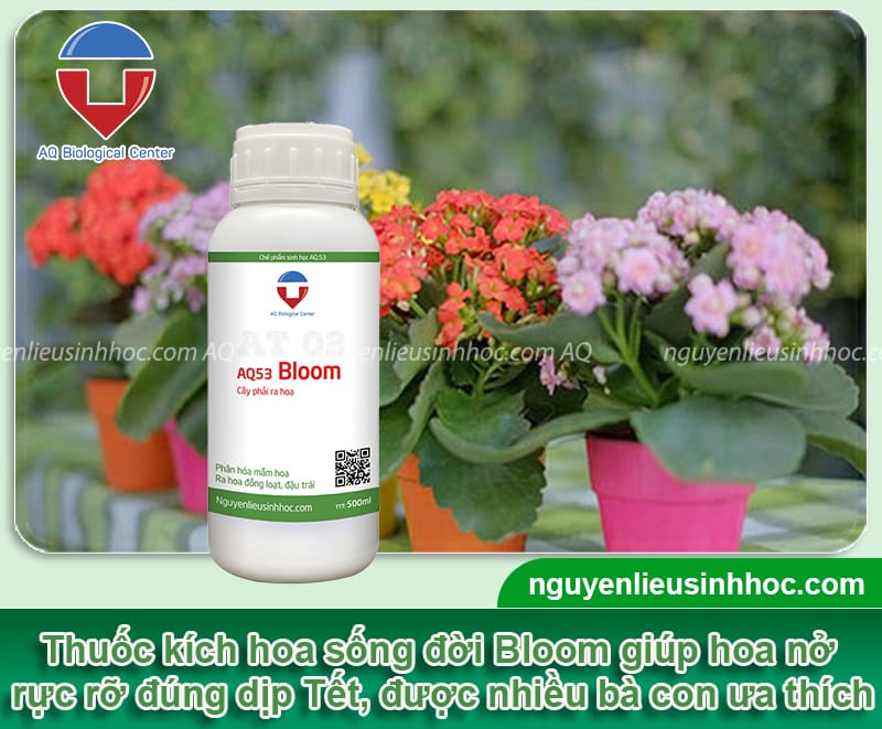 Thuốc kích hoa sống đời Bloom giúp hoa nở nhiều, rực rỡ