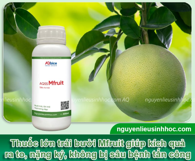 Thuốc lớn trái bưởi Mfruit giúp ra trái chuẩn, nặng ký 4 Thuốc lớn trái bưởi Mfruit giúp ra trái chuẩn, nặng ký