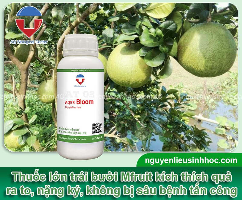 Thuốc lớn trái bưởi Mfruit giúp ra trái chuẩn, nặng ký