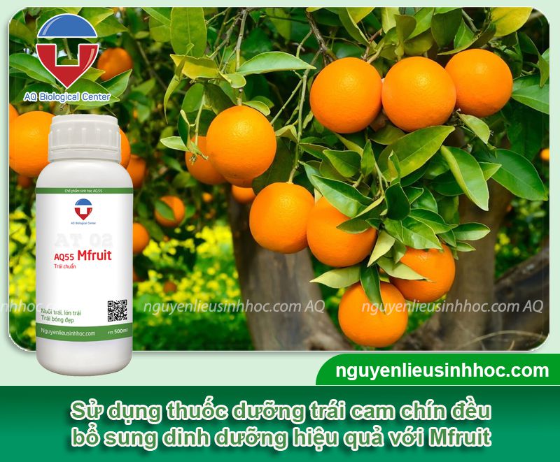 Thuốc lớn trái cam Mfruit nuôi trái nhanh chín, mọng nước