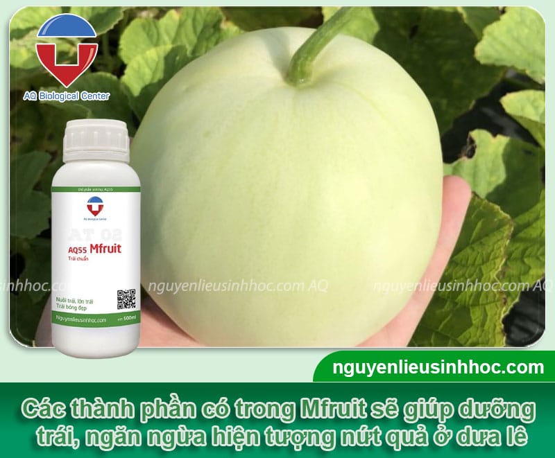 Tình trạng dưa lê bị nứt quả trong vườn: Nguyên nhân và cách khắc phục