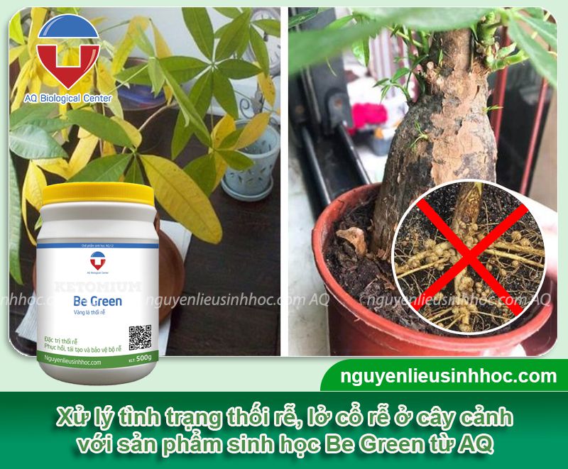 Phòng trừ bệnh lở cổ rễ trên cây cảnh, thối rễ vàng lá Be Green