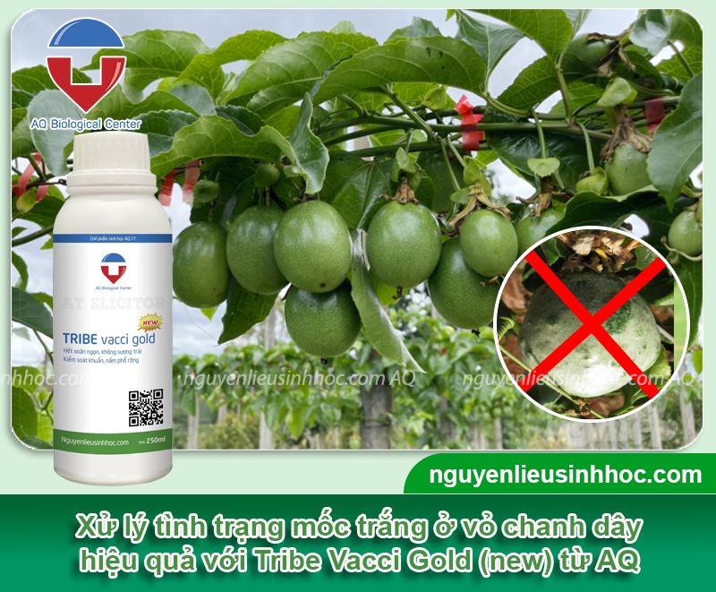 Xử lý chanh dây bị mốc vỏ, phấn trắng gây hại trên vườn cây