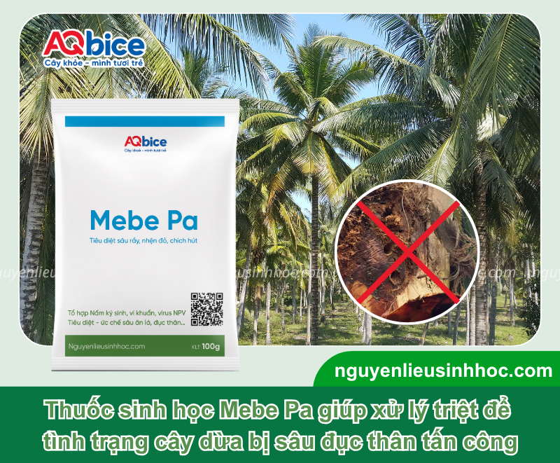 Xử lý hiệu quả cây dừa bị sâu đục thân để bảo vệ năng suất