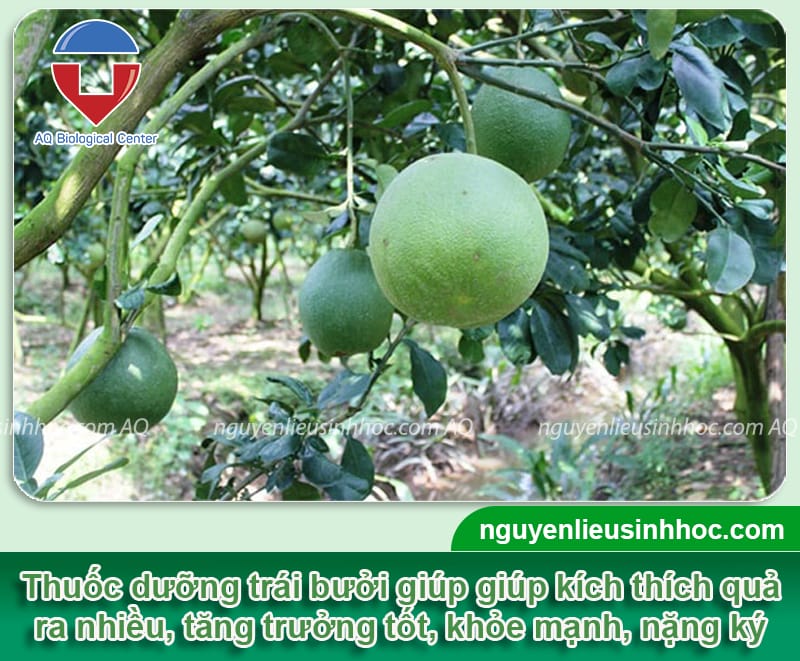 Thuốc lớn trái bưởi Mfruit giúp ra trái chuẩn, nặng ký