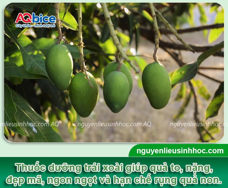 Thuốc dưỡng trái xoài Mfruit giúp chín đều, quả ra to, đẹp