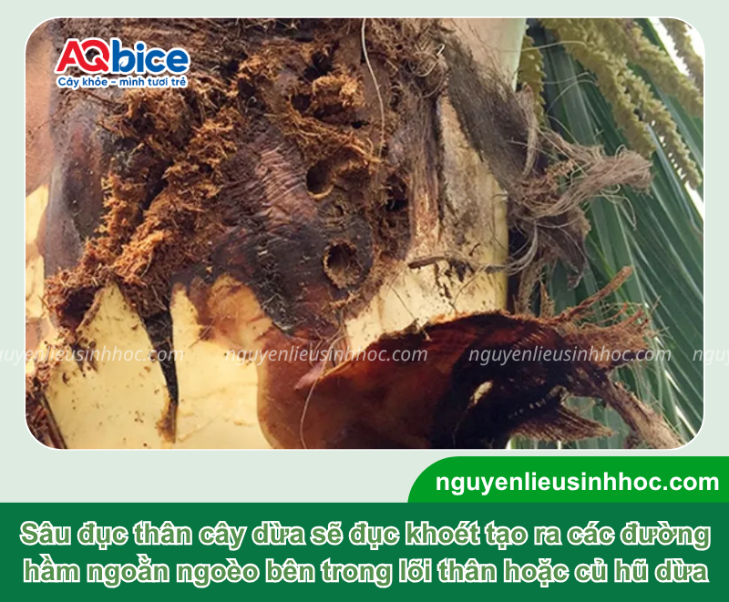Xử lý hiệu quả cây dừa bị sâu đục thân để bảo vệ năng suất