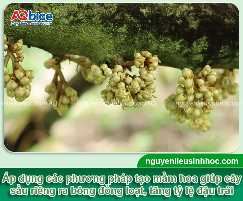 Cách tạo mầm hoa sầu riêng ra bông đồng loạt, đậu trái tốt