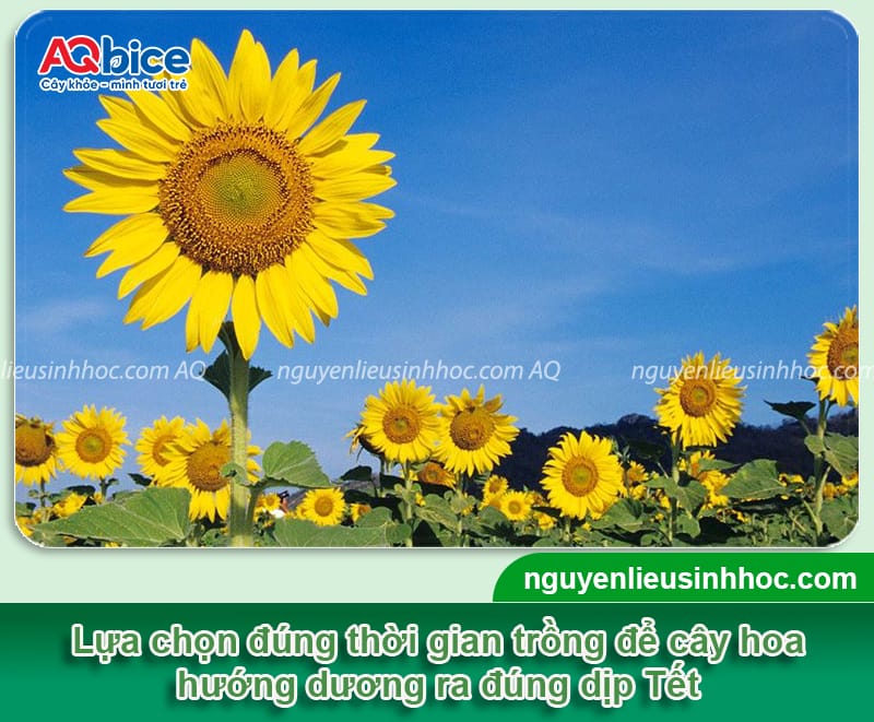 Cách trồng hoa hướng dương nở đúng Tết và thời gian trồng 1 Cách trồng hoa hướng dương nở đúng Tết và thời gian trồng