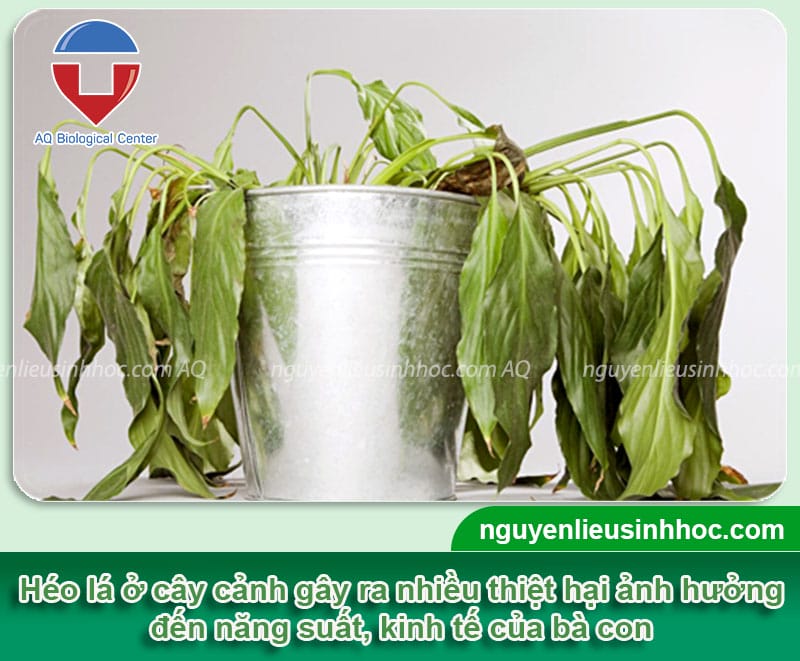 Cây cảnh bị héo lá: Nguyên nhân và cách phòng trừ an toàn