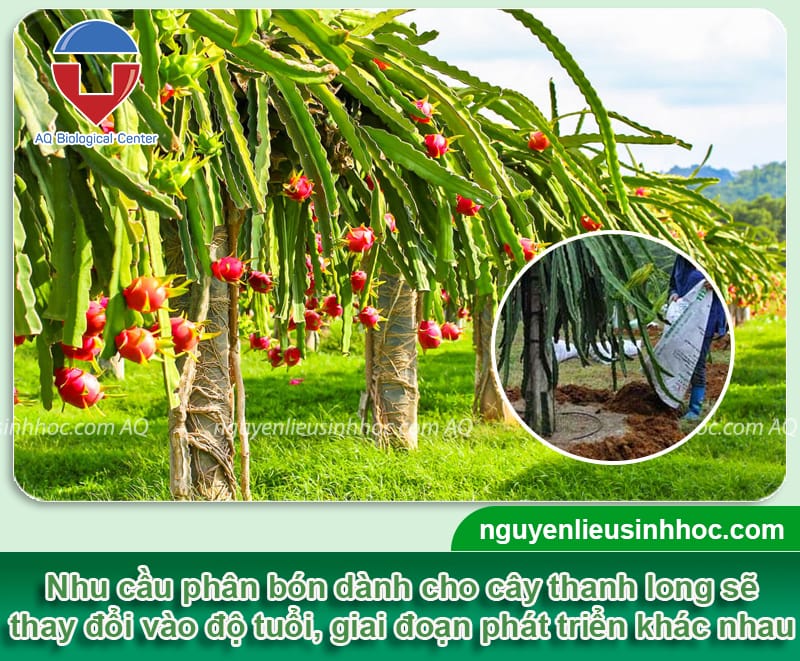 Kỹ thuật bón phân cho thanh long hiệu quả, trái ra sai trĩu