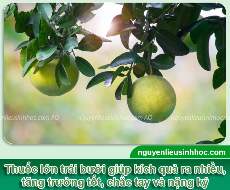 Thuốc lớn trái bưởi Mfruit giúp ra trái chuẩn, nặng ký 1 Thuốc lớn trái bưởi Mfruit giúp ra trái chuẩn, nặng ký