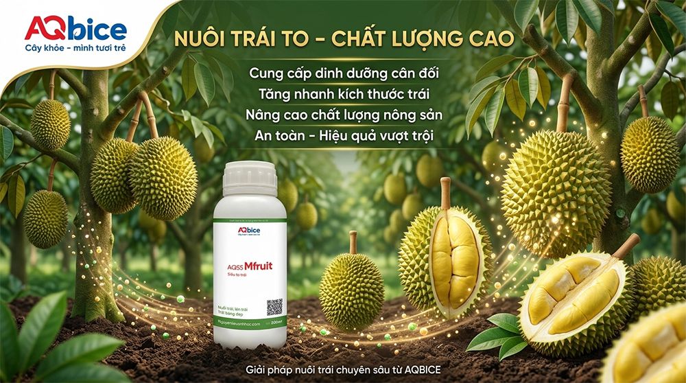 Thuốc dưỡng trái dưỡng hoa, ngừa rụng trái, đep mã Mfruit