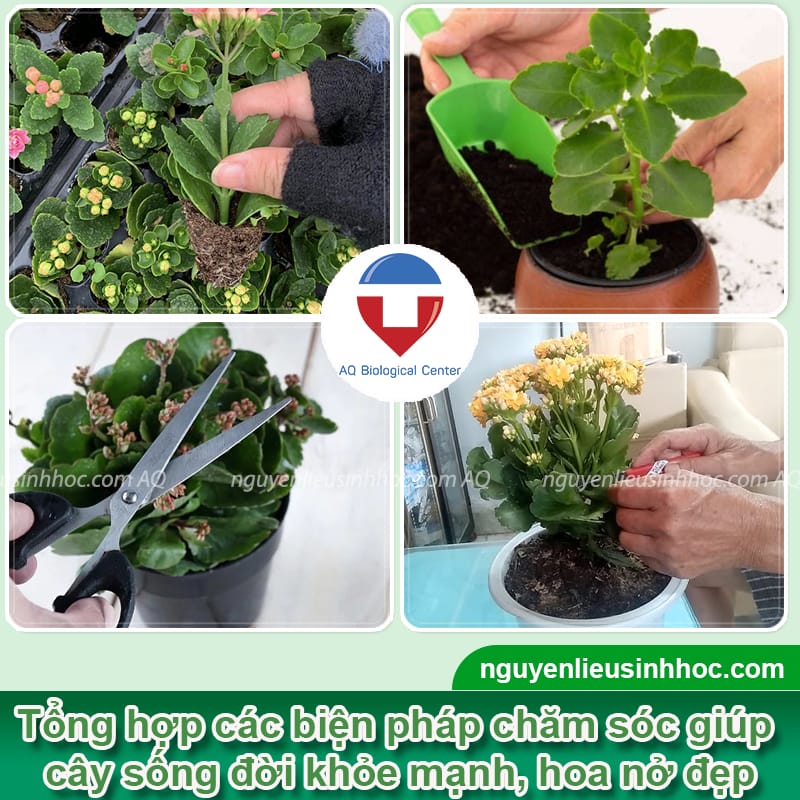 Thuốc kích hoa sống đời Bloom giúp hoa nở nhiều, rực rỡ