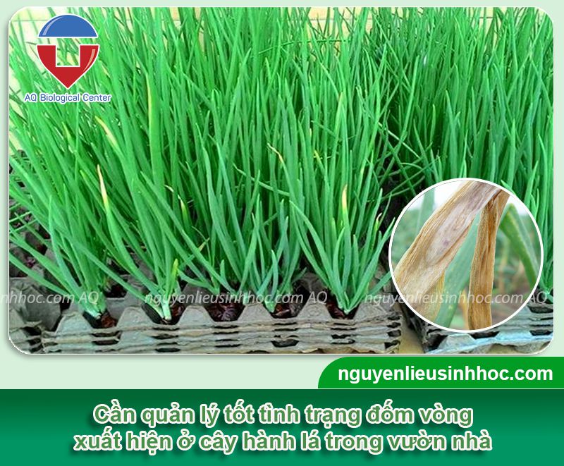 Phòng trừ bệnh đốm vòng hành lá hiệu quả và nguyên nhân