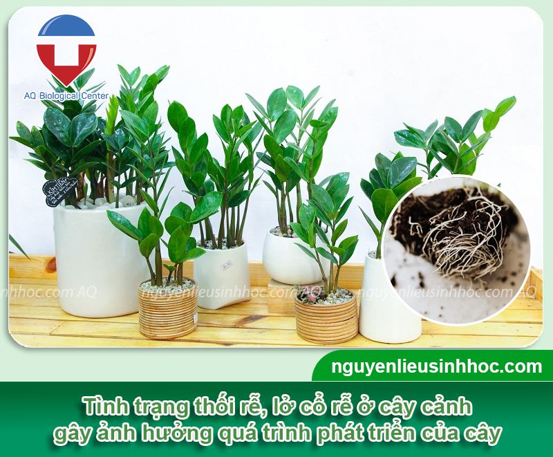 Phòng trừ bệnh lở cổ rễ trên cây cảnh, thối rễ vàng lá Be Green