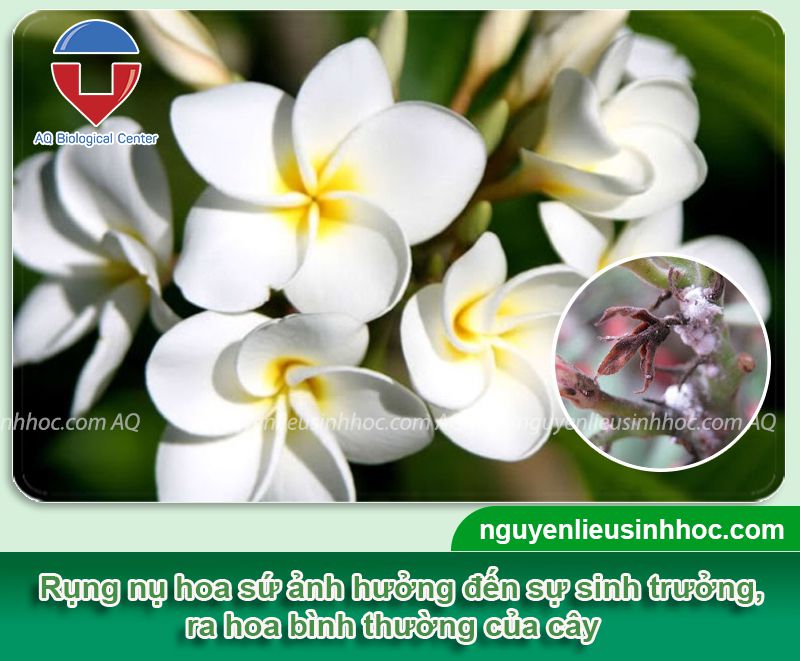 Hoa sứ bị rụng nụ đen đầu nụ do nguyên nhân nào? Cách khắc phục