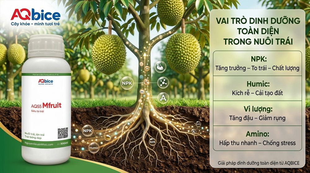 Thuốc dưỡng trái dưỡng hoa, ngừa rụng trái, đep mã Mfruit