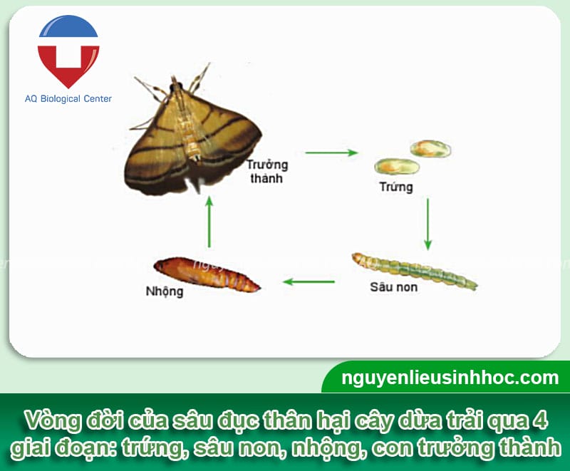 Bí quyết xử lý cây dừa bị sâu đục thân an toàn, hiệu quả