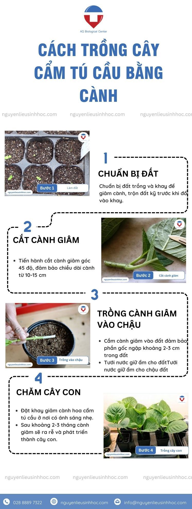 Cách trồng hoa cẩm tú cầu trong chậu tại nhà ra hoa dịp Tết