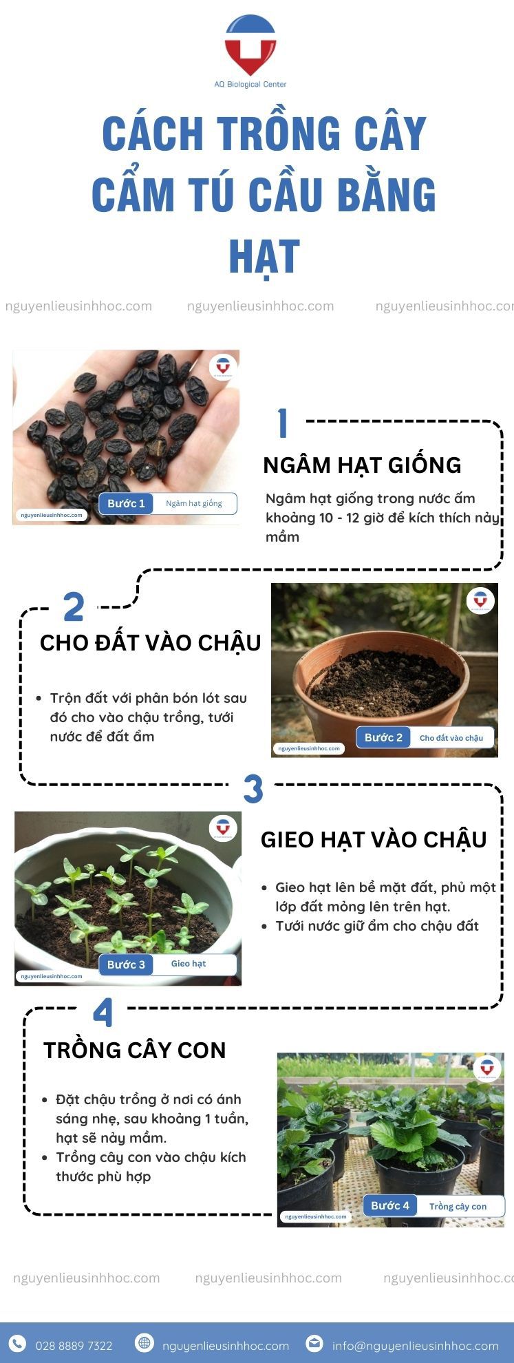 Cách trồng hoa cẩm tú cầu trong chậu tại nhà ra hoa dịp Tết