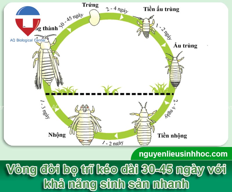 Phòng trị bọ trĩ hại hành lá hiệu quả, an toàn cho cây