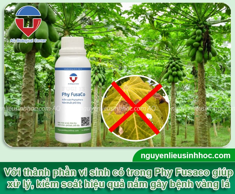 Phòng trị bệnh cháy lá trên cây đu đủ và Nguyên nhân