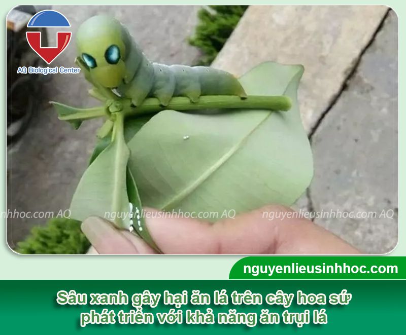 Cách phòng trừ sâu trên cây sứ hiệu quả, an toàn cùng Ola insect in99