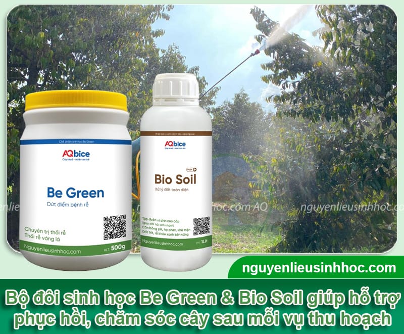 Kỹ thuật phục hồi cây sau thu hoạch xanh tốt, sạch nấm bệnh 4 Kỹ thuật phục hồi cây sau thu hoạch xanh tốt, sạch nấm bệnh