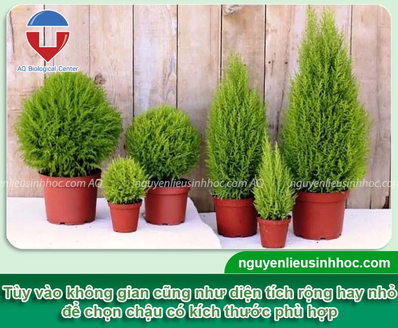 Hướng dẫn cây tùng thơm trang trí noel bằng phụ kiện đơn giản