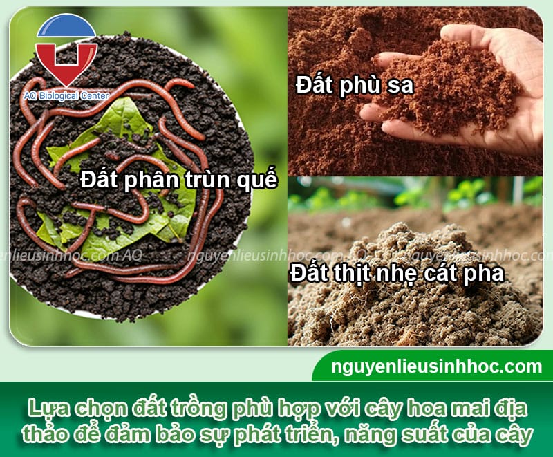 Hướng dẫn cách trồng mai địa thảo hoa nở rực rỡ quanh năm