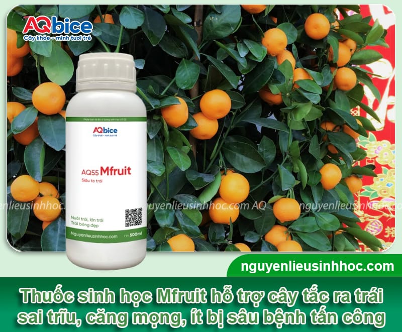 Cách chăm sóc cây tắc ra trái đúng dịp Tết, trái xum xuê