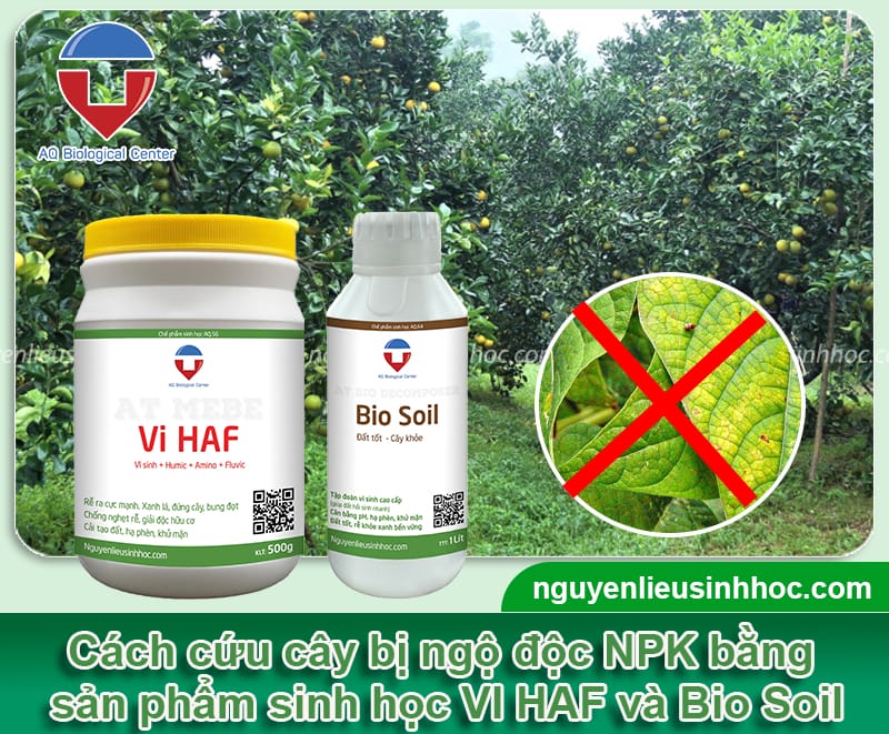 Cây bị ngộ độc NPK có biểu hiện gì và Cách cứu cây